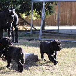 Cane Corso Puppies from Valentina Cane Corso