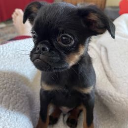 Brussels Griffon Puppies from NoK NoK Brussels Griffons
