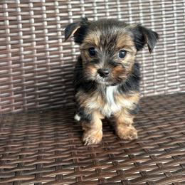 Gummy Bear - Black and gold male Yorkshire Terrier puppy in Florence, Alabama from Yorkies of Forest Creek
