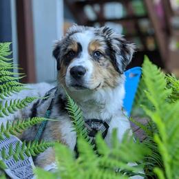 Australian Shepherd Puppies from Middle Fork Australian Shepherds