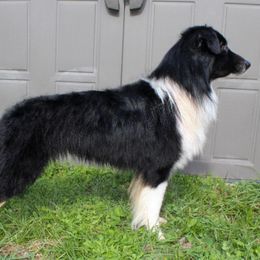 Pocus - Miniature American Shepherd