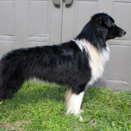 Pocus - Miniature American Shepherd