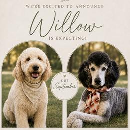 Goldendoodle puppies from Willows Doodles