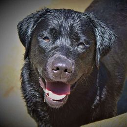Renesmee - Labrador Retriever