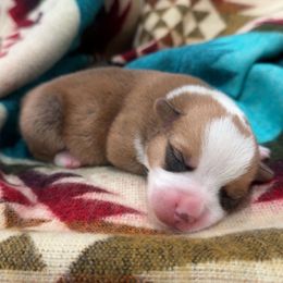 Boy 1 - Red male Pembroke Welsh Corgi puppy in Beggs, Oklahoma from Blue Diamond Corgi’s