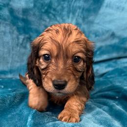 Killian - Red male Dachshund puppy in Memphis, Tennessee from River City Doxies