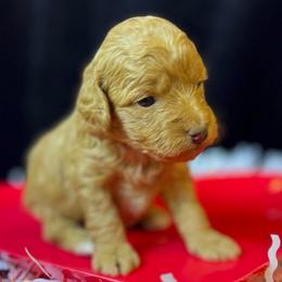 Tiny Tim - Red  male Goldendoodle puppy in Boaz, Alabama from Doodles All Day