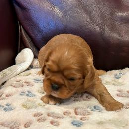 Nicole - Ruby female Cavalier King Charles Spaniel puppy in Paulden, Arizona from Nine Mile Cavaliers