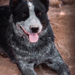 Dipper (AKC) - Australian Cattle Dog