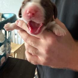 Girl 1- dark purple - Liver and white female English Springer Spaniel puppy in Wells, Vermont from Everyday Sunshine Springers