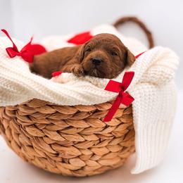 Pixie - Red female Cavapoo puppy in Idaho Falls, Idaho from Freckle Paw Family