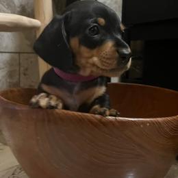 Biewer Terrier and Dachshund Puppies from My Forever Baby Yorkies