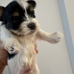 Biewer Terrier Puppies from Lozado’s Biewers