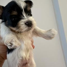 Biewer Terrier Puppies from Lozado’s Biewers