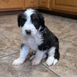 Cranberry - Black and white female Aussiedoodle puppy in Lake Bronson, Minnesota from Jupiter Doodles