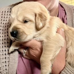 Pick 4 - Golden female Golden Retriever puppy in Post Falls, Idaho from Mountain View Goldens