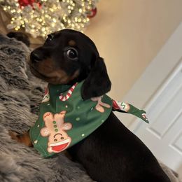 Dachshund Puppies from JP's South Texas Dachshunds