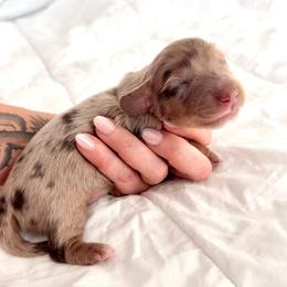 Cash - Dapple male Dachshund puppy in Tucson, Arizona from Legacy Canines