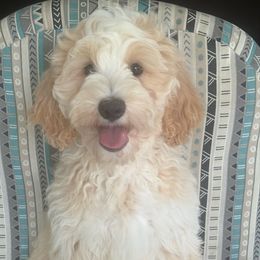 Kurt - Apricot male Australian Labradoodle puppy in Washington, North Carolina from Pamlico Labradoodles