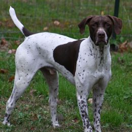 German Shorthaired Pointers from Blue Storm Shorthairs