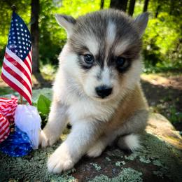 Fay - Sable and white female Siberian Husky puppy in Union Grove, Alabama from Southern Siberian Life
