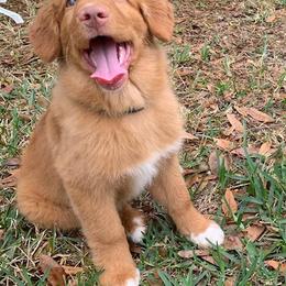 Nova Scotia Duck Tolling Retriever Puppies from RisingSon Nova Scotia Duck Tollers and Bullmastiffs