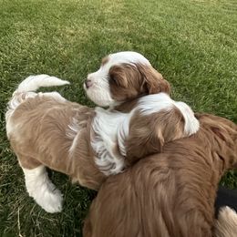 Assorted Doodle Crosses Puppies from Golden Palms Puppies