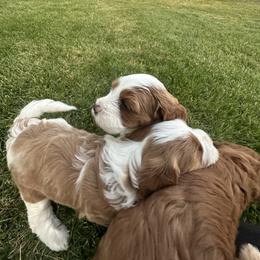 Assorted Doodle Crosses Puppies from Golden Palms Puppies