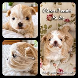Coree - Cream and white female Shih Tzu puppy in Maize, Kansas from Air Capital Shih Tzu Puppies
