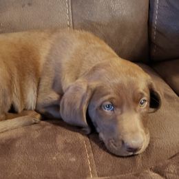 Labrador Retriever Puppies from Rick's Retrievers