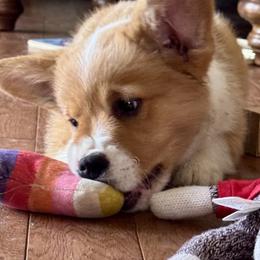 Sampson - Red male Pembroke Welsh Corgi puppy in Brashear, Texas from Sherwood Acres Pembrokes
