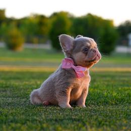 PEARL - Tricolors female French Bulldog puppy in Blue Ridge, Texas from Beason’s HomeGrown Frenchies