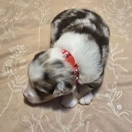 Heidi - Red merle female Miniature American Shepherd puppy in Vancouver, Washington from BonDrew's Miniature American Shepherds