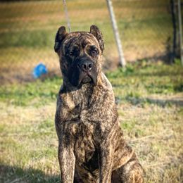 Tater Tot - Cane Corso