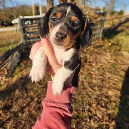 Darcy - Piebald female Dachshund puppy in Cedarcreek, Missouri from Cedarcreek Dachshunds