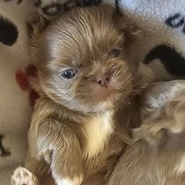 Johnny - Blue male Shih Tzu puppy in Victorville, California from RUMBLE n TUMBLE