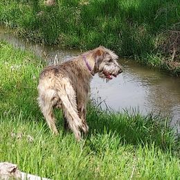 Rowen - Irish Wolfhound