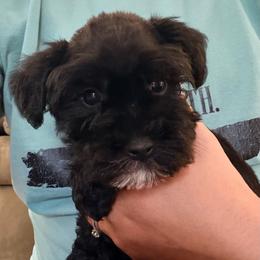 Blue - Black male Miniature Schnauzer puppy in Sparta, North Carolina from New River Miniature Schnauzers