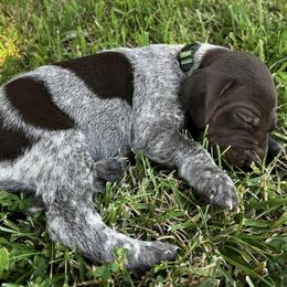 German Shorthaired Pointers from Sho-Me Shorthairs