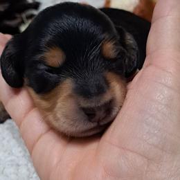 Boy 2 - Black and cream male Dachshund puppy in Franklin, Georgia from Lakeside Kennels of Franklin