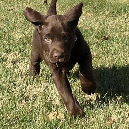 Labrador Retriever Puppies from Buffalo Valley Breeders