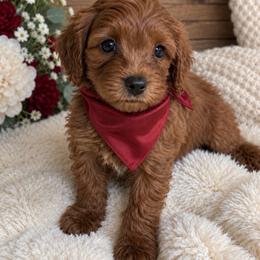 Finn - Red male Cavapoo puppy in Richmond, Texas from Poodles of the south