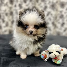 Pomeranian Puppies from petticoatpoms