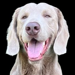 Saint - Long Haired Weimaraner