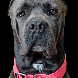 Cane Corso from Solterra Cane Corso