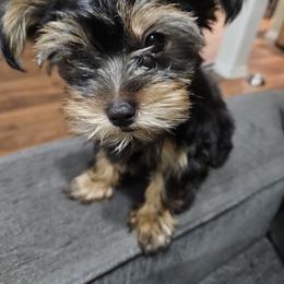 Yorkshire Terrier Puppies from PB Legacy Yorkies