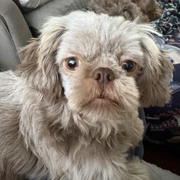 Nora - Shih Tzu