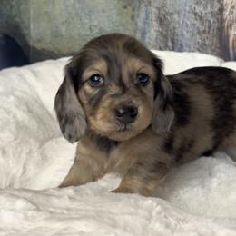 Abby's Shaded Cream Dapple Girl - Dapple female Dachshund puppy in Kalama, Washington from Dazzling Doxies