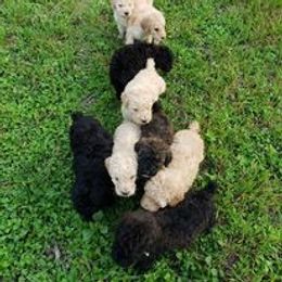 Poodle Puppies from Majestic Poodles