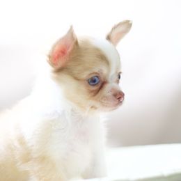 Rook - Merle male Chihuahua puppy in Tulsa, Oklahoma from H-3 Chihuahuas